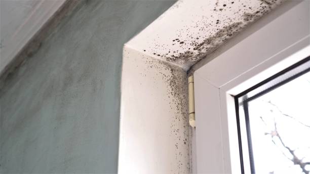 Best Emergency Mold Remediation  in Norwood, NC