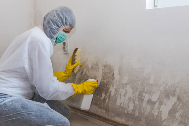 Best Attic Mold Removal  in Norwood, NC