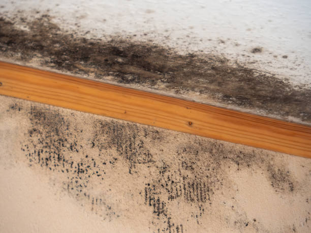 Norwood, NC Mold Removal Company