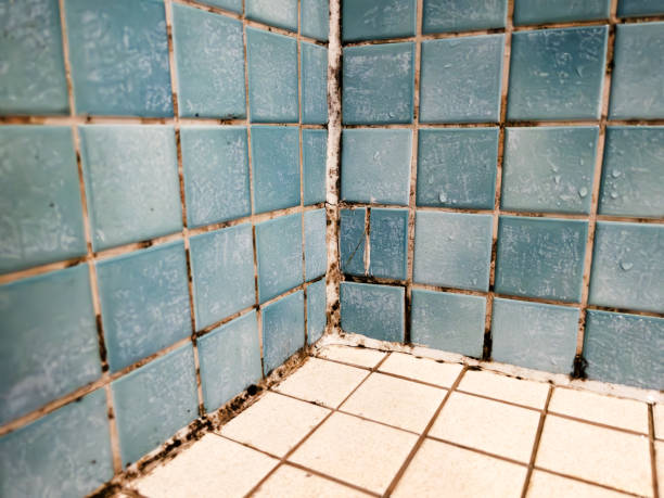 Best Mold-Related Health Consultation  in Norwood, NC