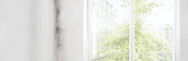 Best Forensic Mold Investigation  in Norwood, NC